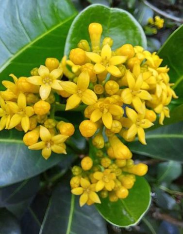 Psychotria capensis subsp. capensis floral development